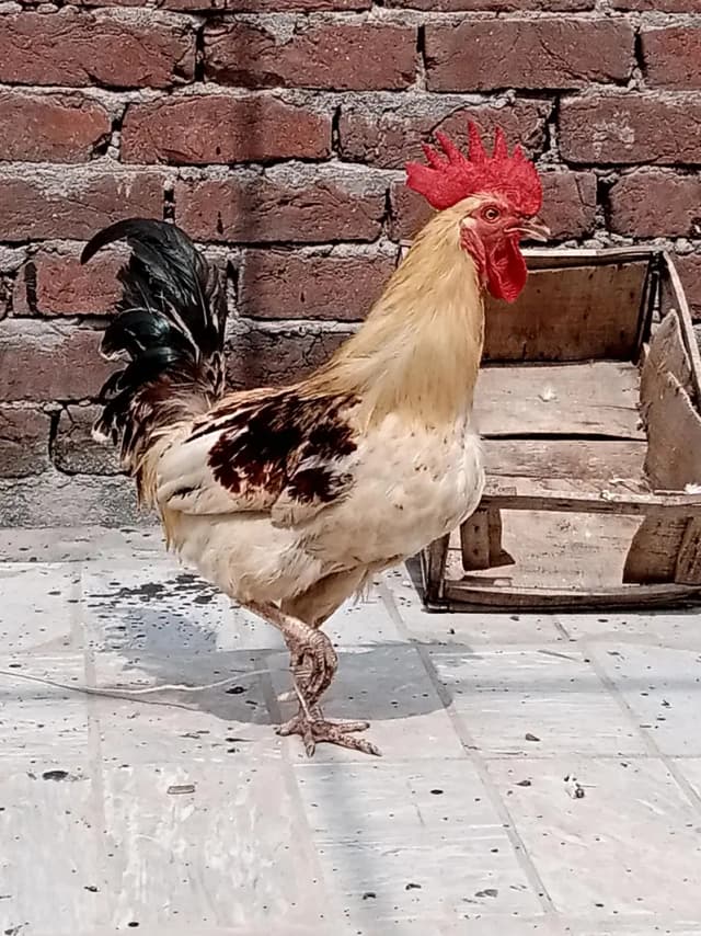 Pure desi ghr k palaa howa Breeder Murga hai shook wali cheez hai