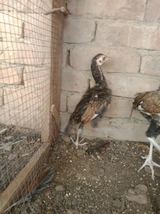 Aseel chicks mianwali cross & pinjra