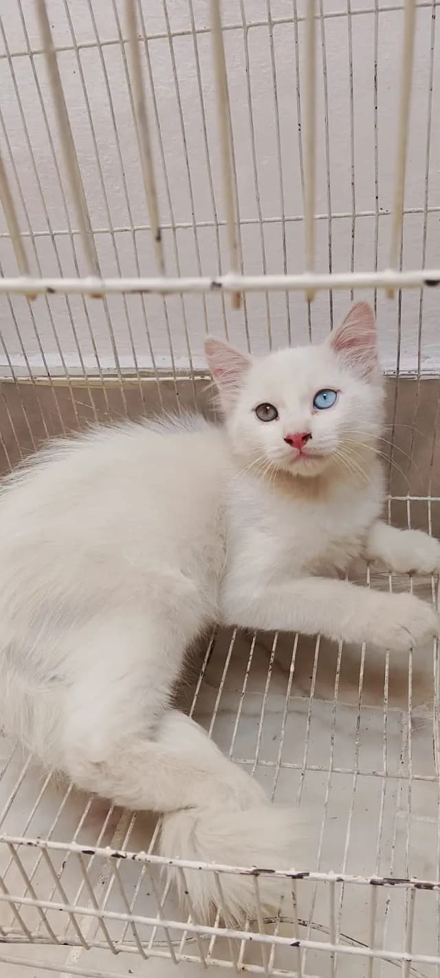 Persian kittens| double Coated |Doll Face kittens fluffy|White Cat