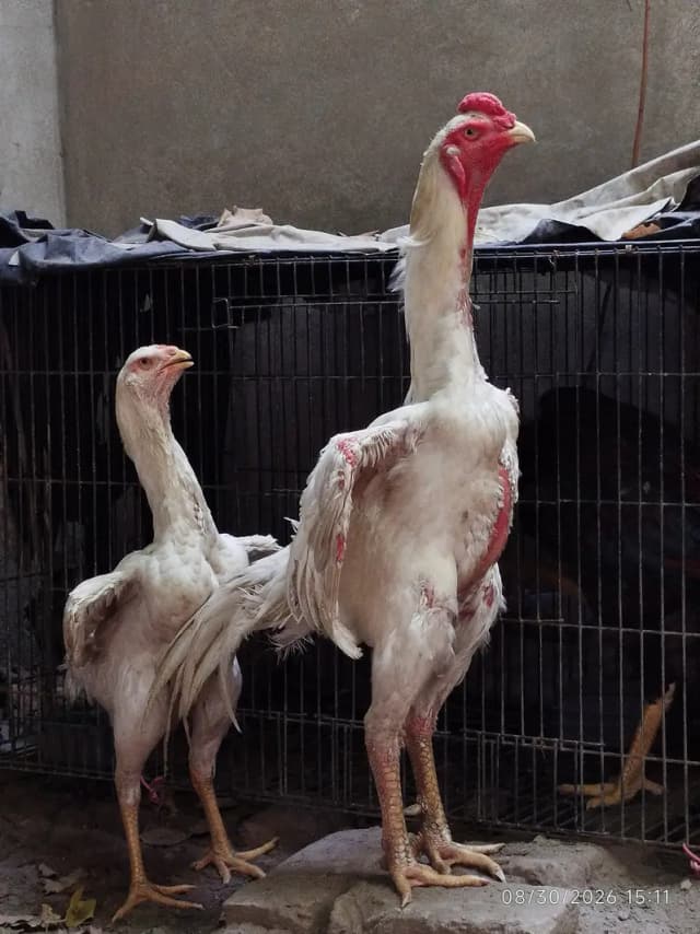 White Shamo Pair | German Aseel Shamo | Hopeland |