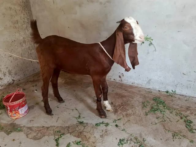 Bakri
