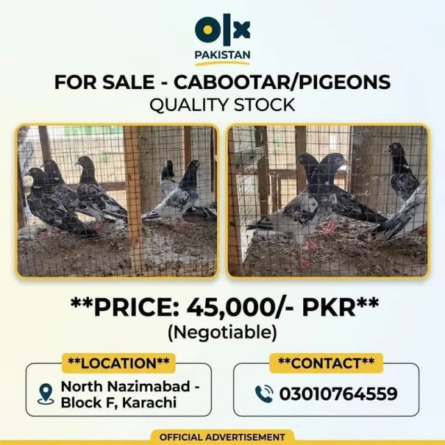 Top Quality stock Pigeons Available - urgent Sale 45k