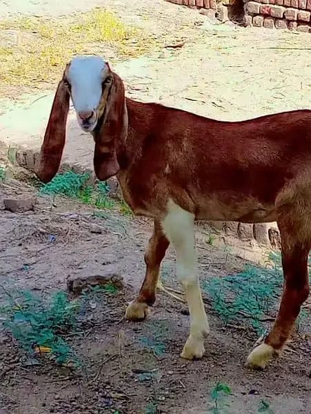 Female Pohdi Path For Sale / WA 03435922911
