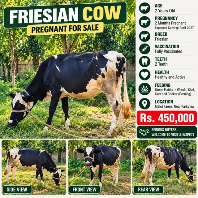 Healthy 2-Year-Old Friesian Cow for Sale – Pregnant