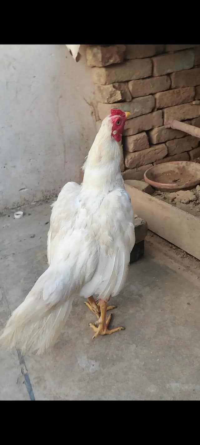Heera ptha for sale h or exchange b hojay ga desi egg laying hens k st