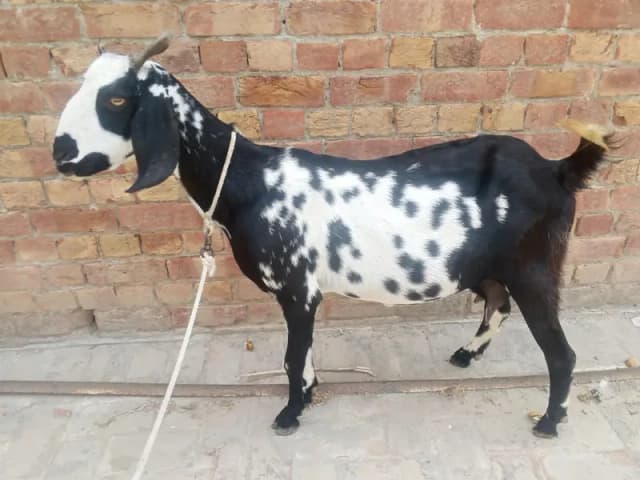 dogli bakri shat male bacha bakri pher sa 2mah ki Gaban ha