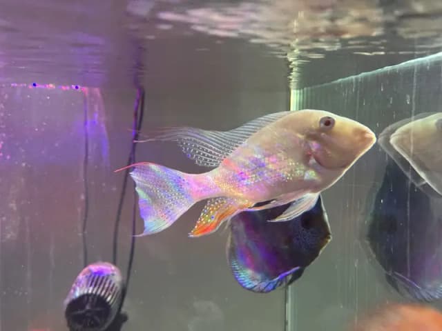 Albino hecklie