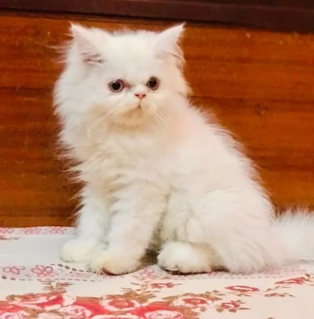 Persian kittens