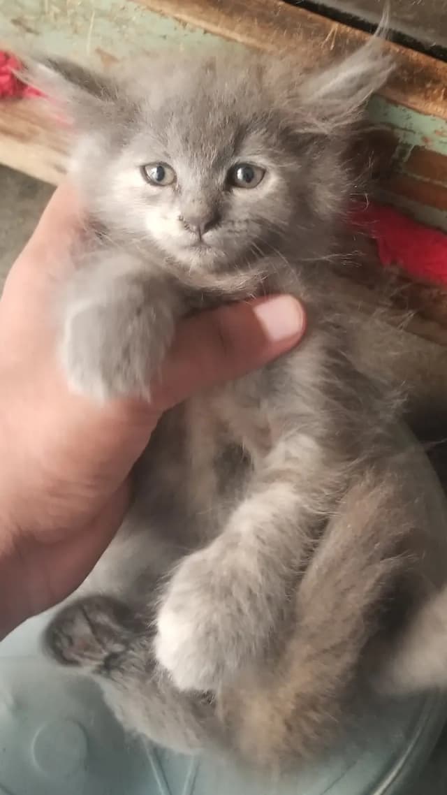 GREY KITTENS