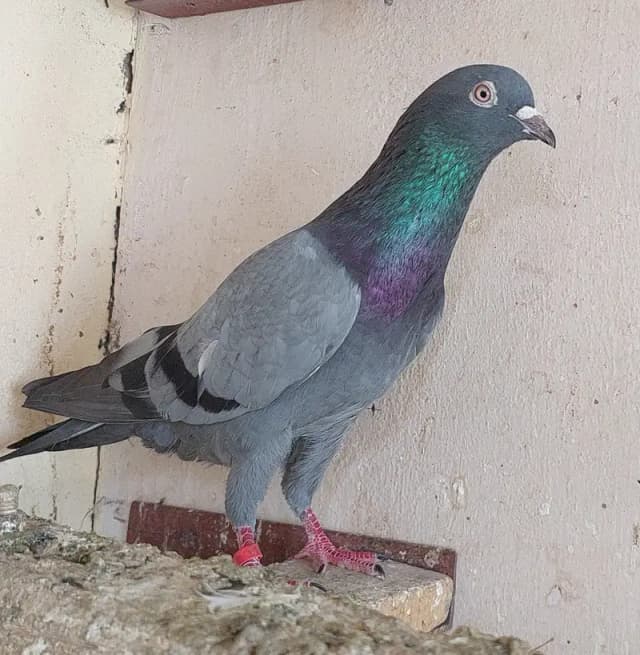 Old blood line breeder high flyer pigeons