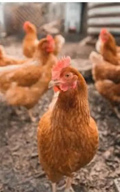 eggs deny wali desi hens ghar ki pali hoi dastiyab hai. .