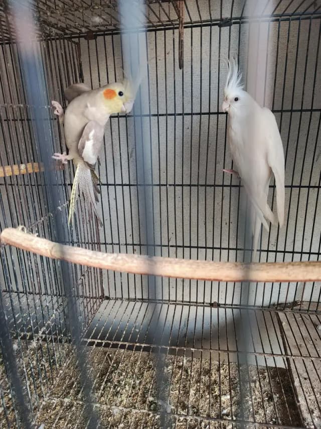 king size breeder cocktail pair for sale
