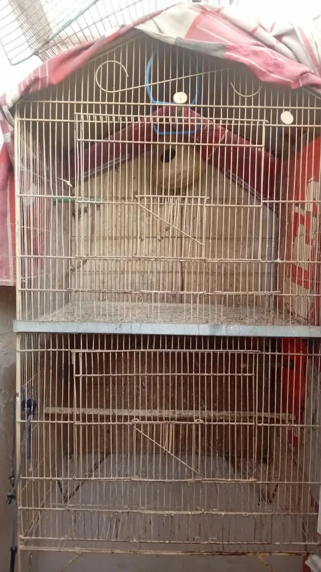 Birds cage