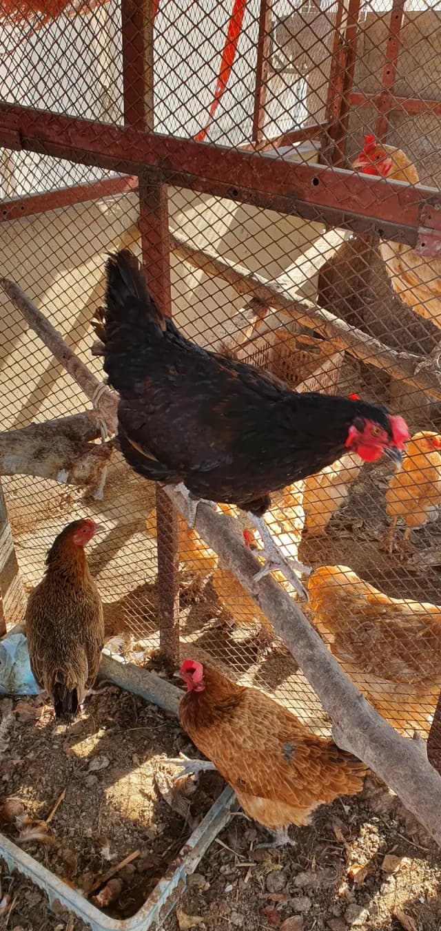 Desi Hen