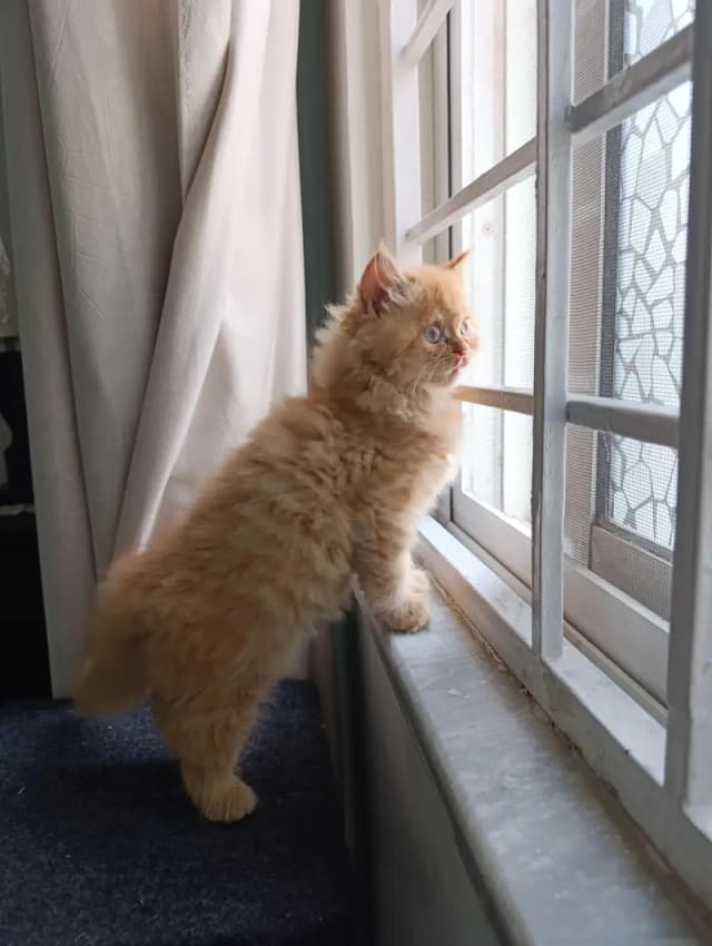 persian kitten /cute kitten | triple coated/ punch face_cute cat