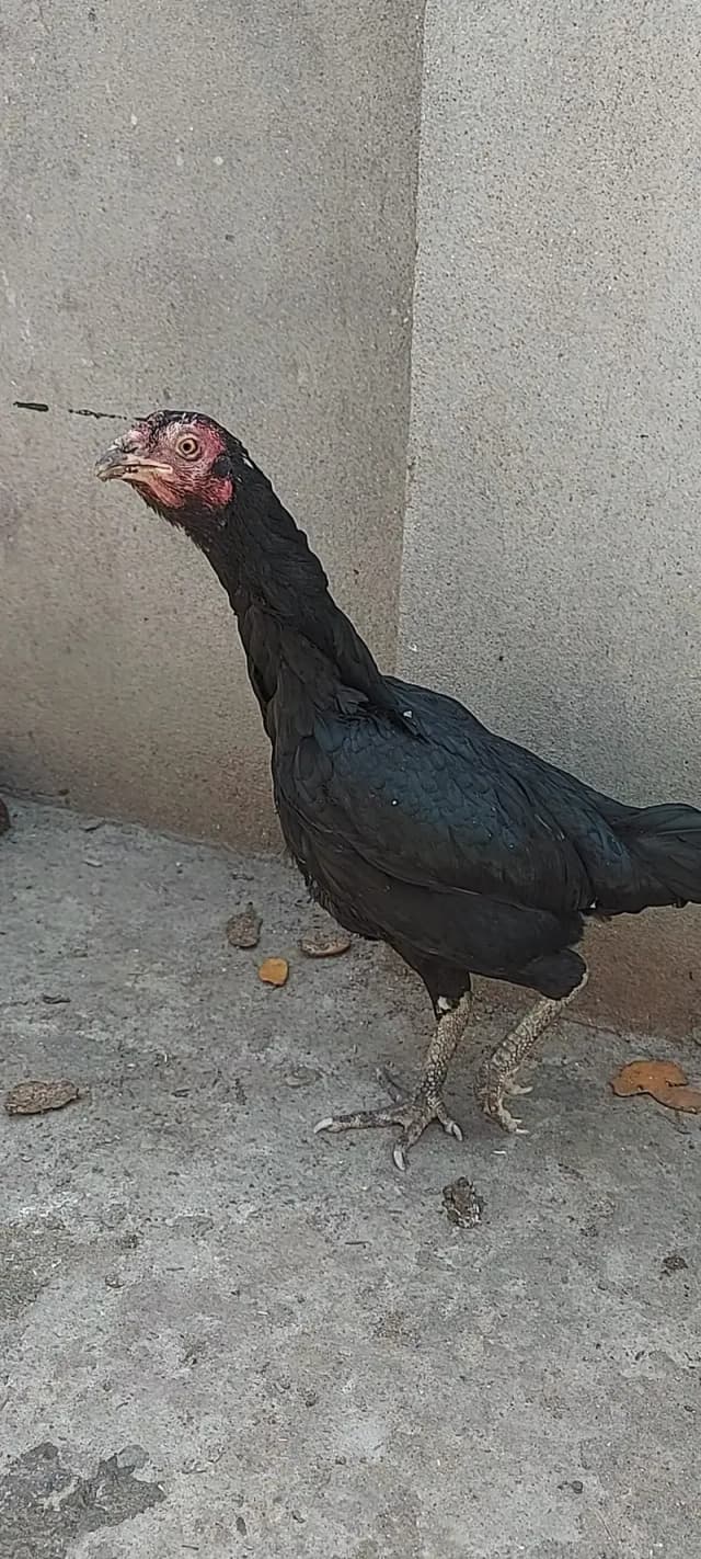 Burmi japani Vietnam thai