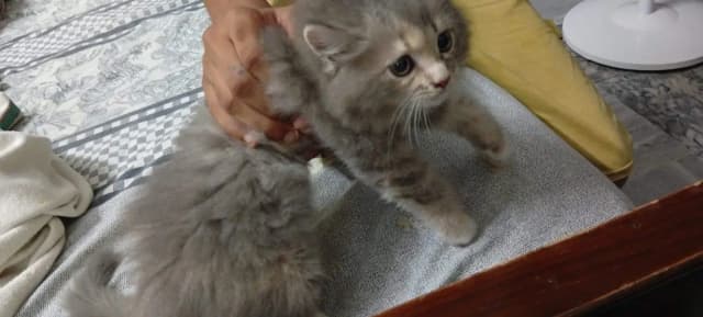 Persian kitten for sale