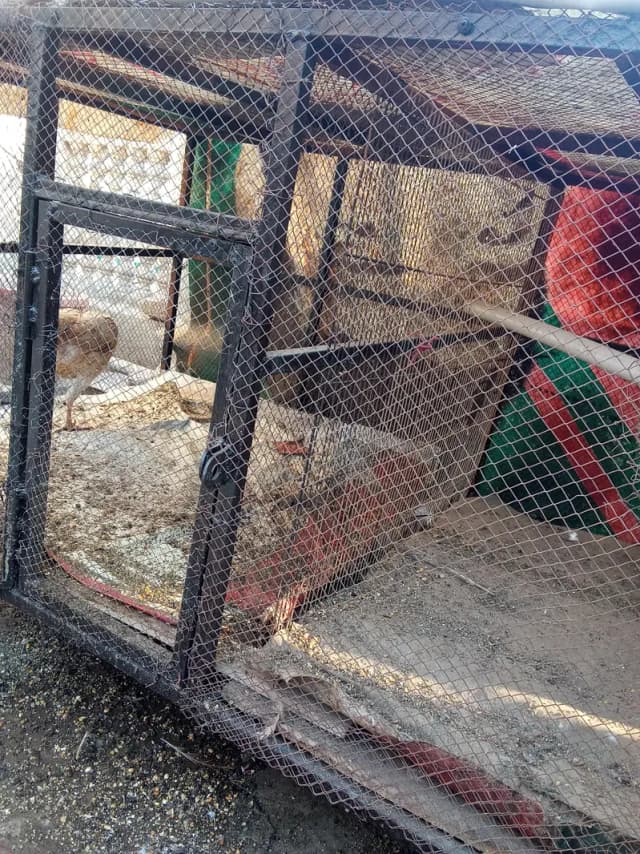 Aseel hen with cage sell