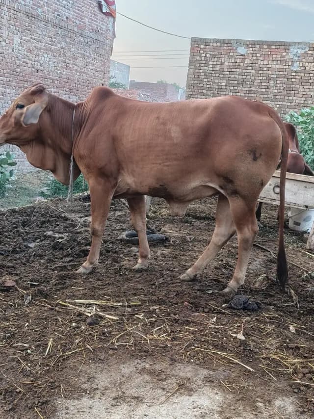 pure sahiwal wache