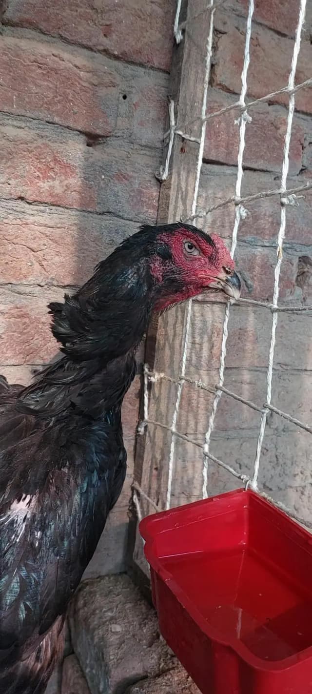 Shamo Female