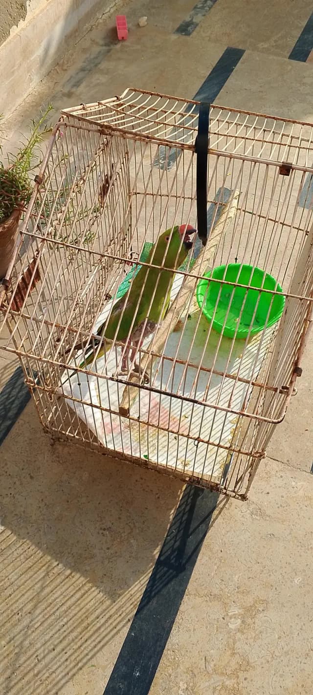 Birds Cage for Sale