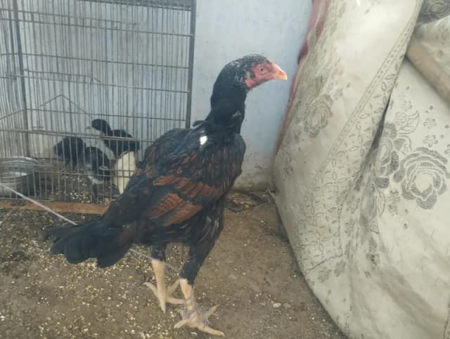 chena murgha aur 3 murgian