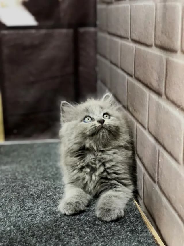 Cash on delivery parshion punch face kitten and cats