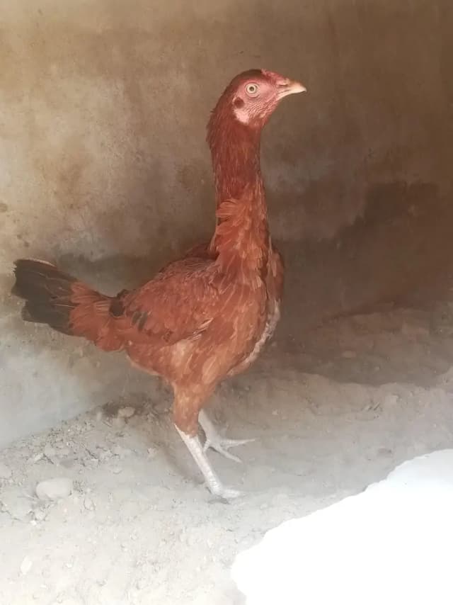 morgi anda da rhi ha ab khurk hona wale ha