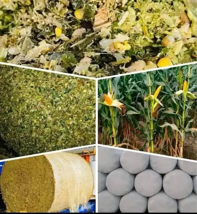 Silage /Animals Feed /Corn Silage/ Animal Feed/ Maki Silage pure Feed