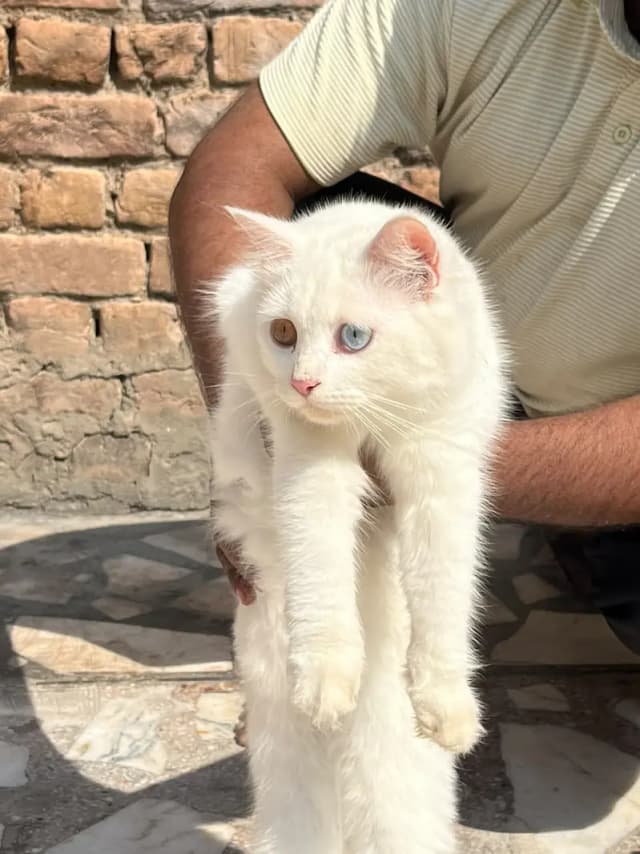 3 Persian Females Cats for Sales one is kitten or two are adults Breed