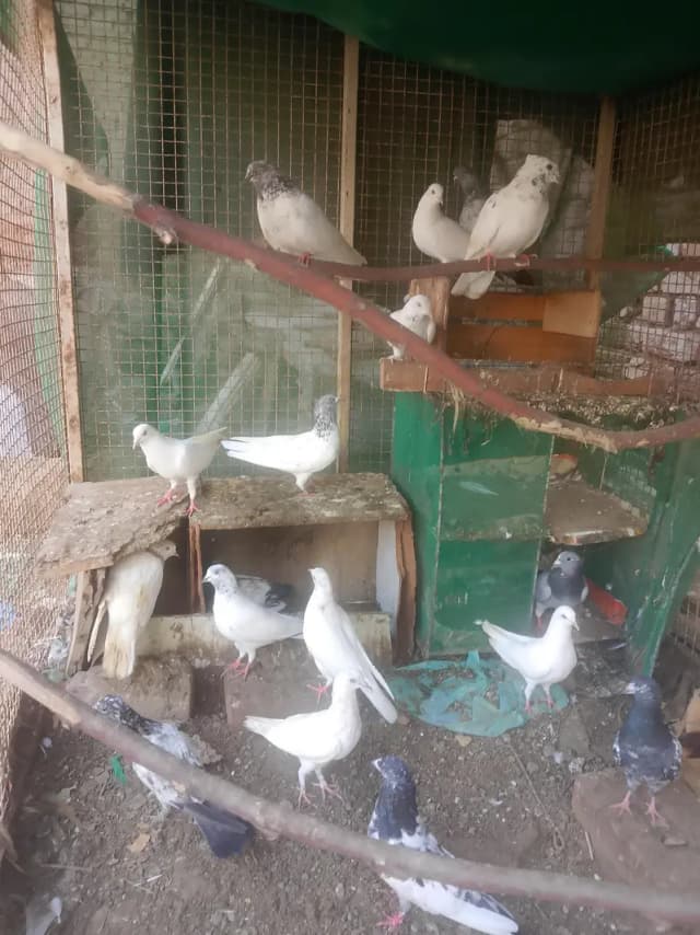 acha kabotar ha Sara