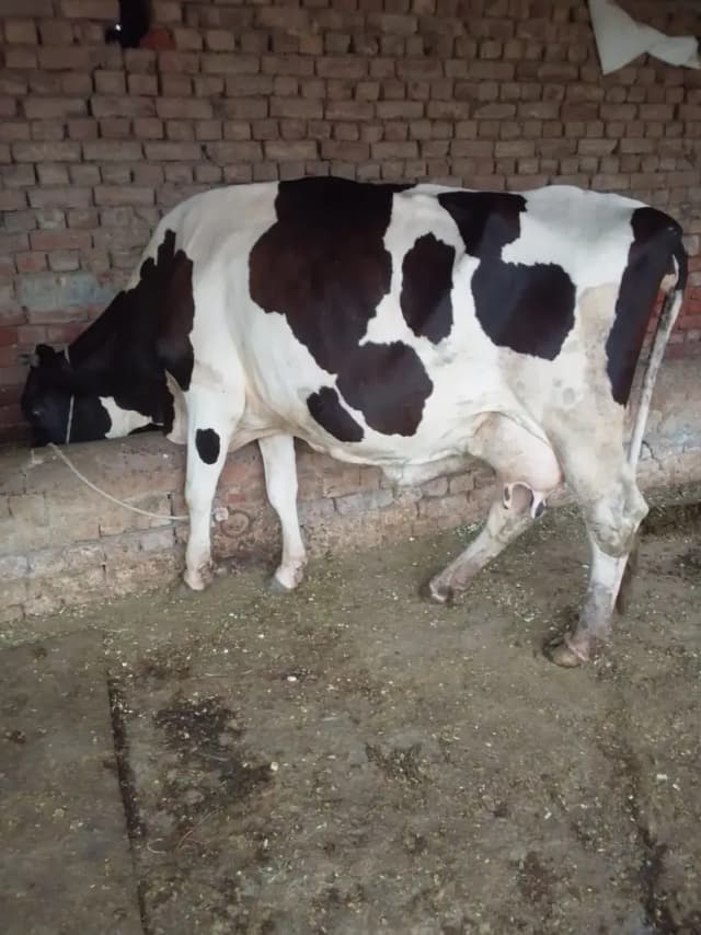 frozen cholasani cross gay 20 gaban hai 10 kilo hai 03037510379