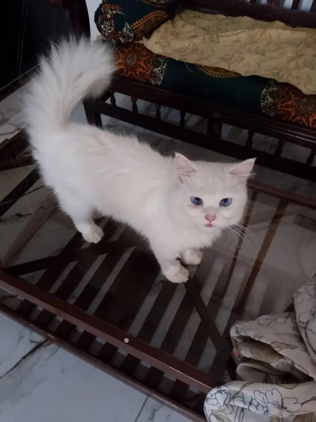 Persian cat