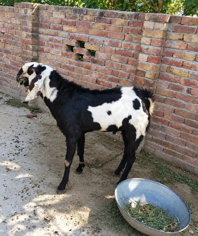 Bakra | Chhatra for Sale in Multan|Pair Deal|High Quality