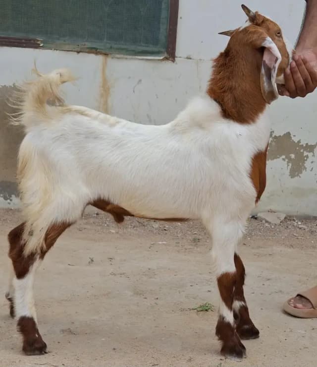 Goats for sale in reasonable price 4 goats in 64k