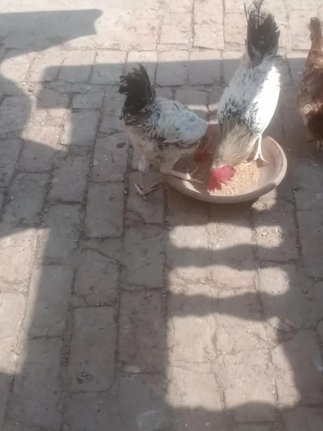 Desi 1 murgi 2 Murga