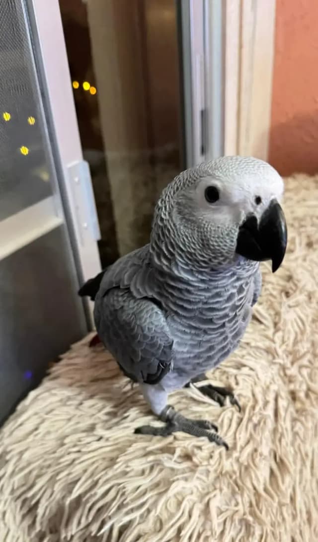 African Grey Parrot checks for sale0344%5146%577