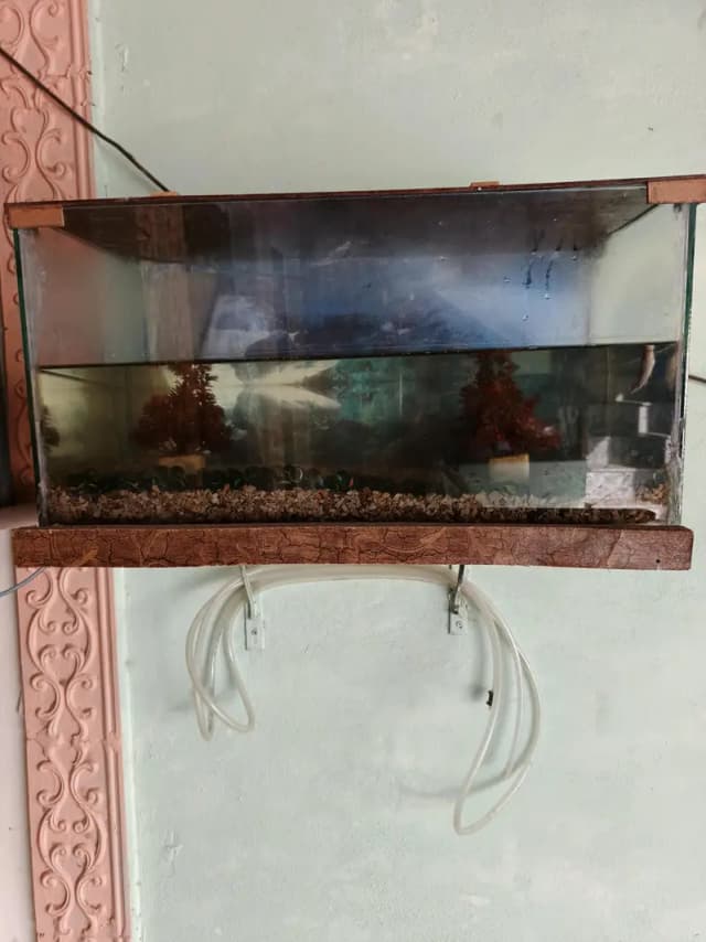Fish Aquarium