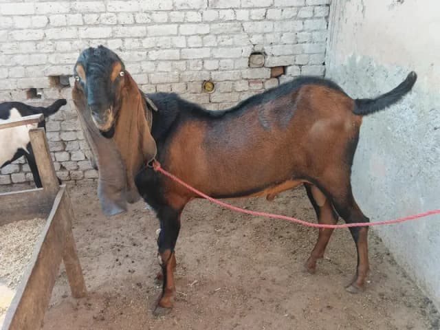 betal nagra male breeder achi height wala fresh 4 dand howa abhi