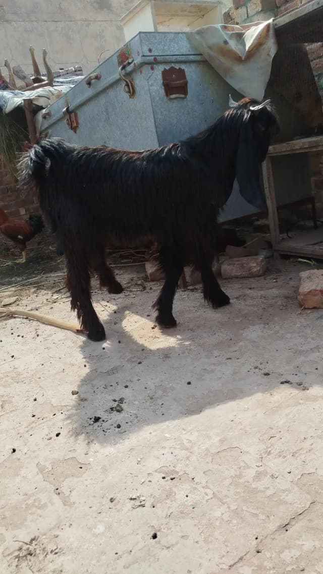 03406090263