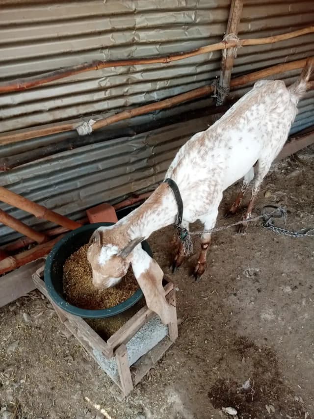 makki cheeni female