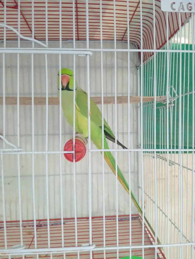 breeder male