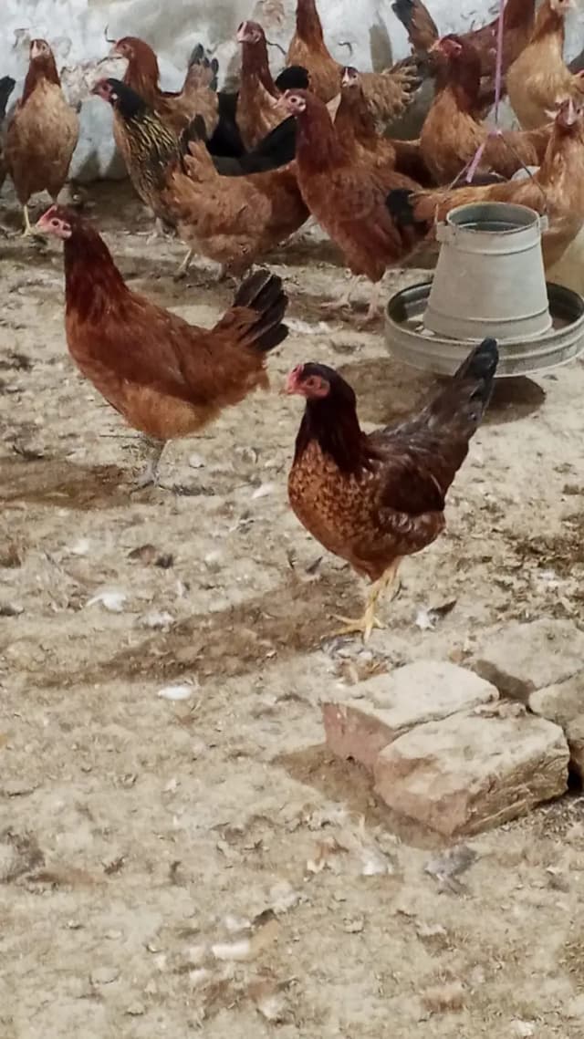 Golden misri | golden misri anday wale | golden misri hens | murghi