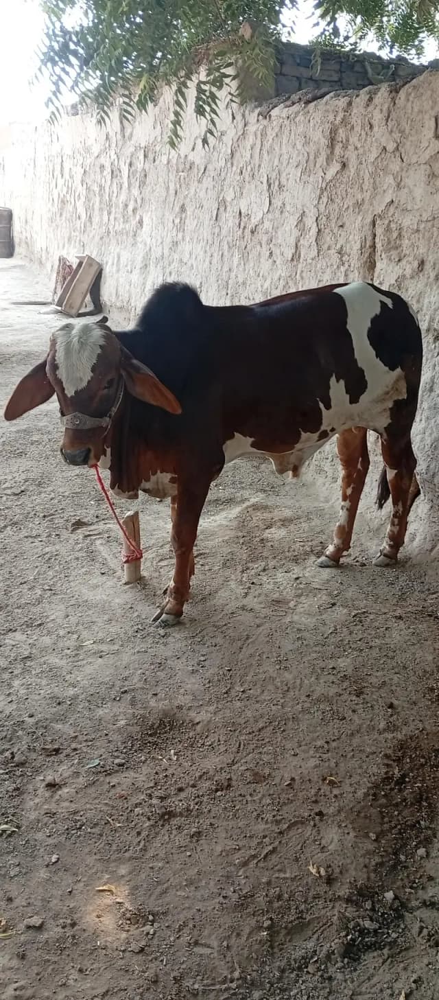 Bull for sale