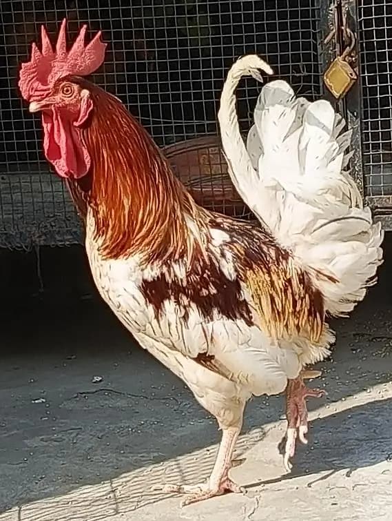 Breader male