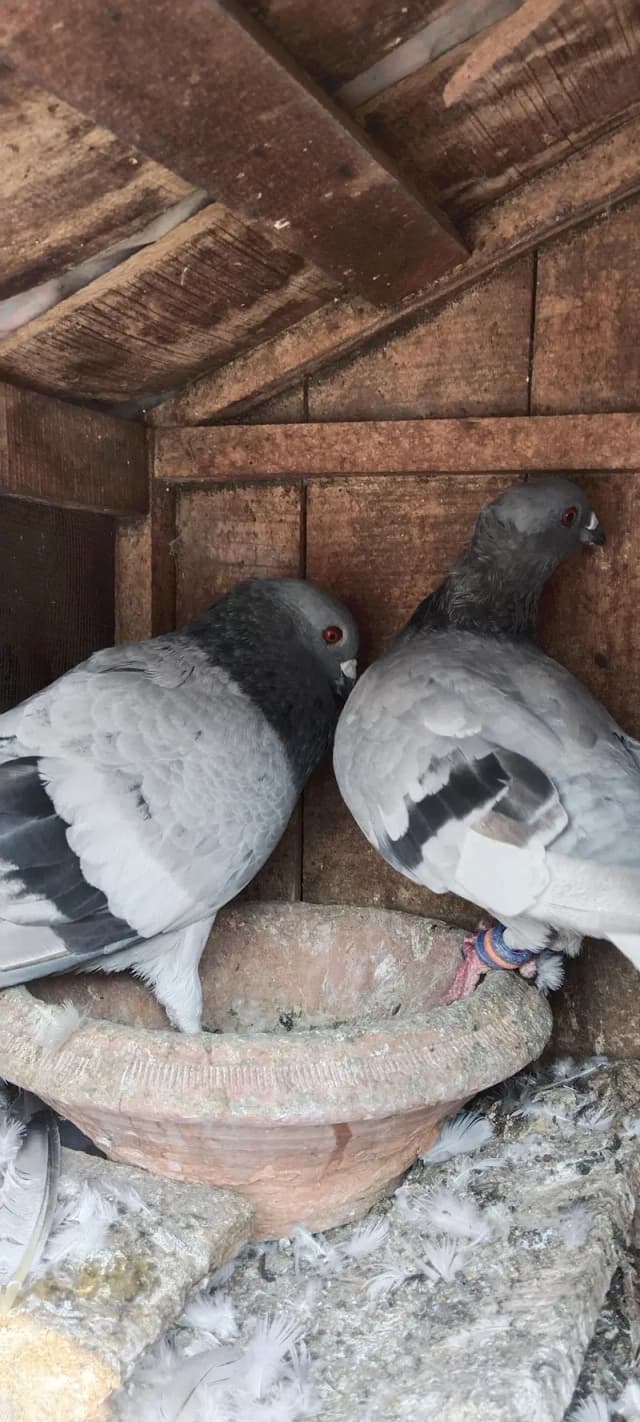 baredar pair f s Multan watsap o3137101886