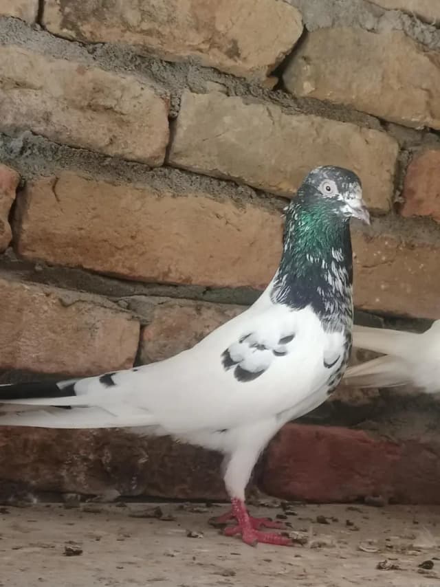 high quality bird