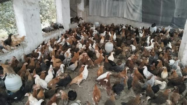 Golden misri  birds avialable for any person price 1300 per kg
