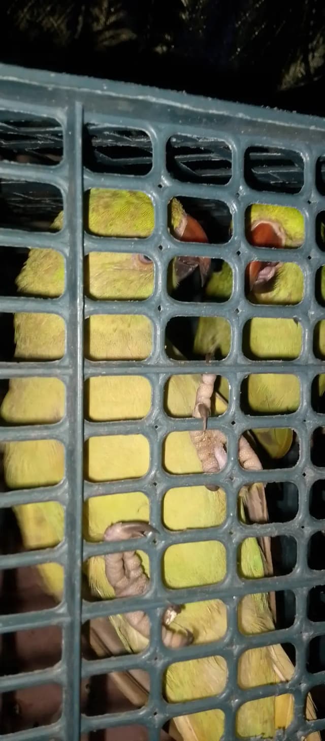 Ring neck parrot