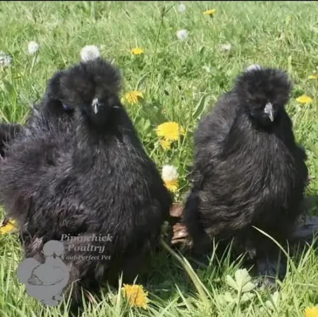 Silkie hen